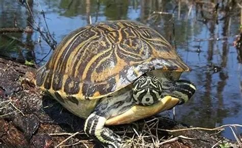 佛州甜甜圈龟和火焰龟区别-佛州甜甜圈龟长大样子-佛州甜甜圈龟可以深水养吗