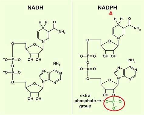 NADPH 和 NADH 是什么？ - 知乎