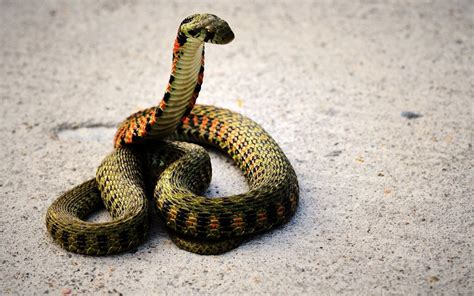 snakes-snakes - 早旭阅读