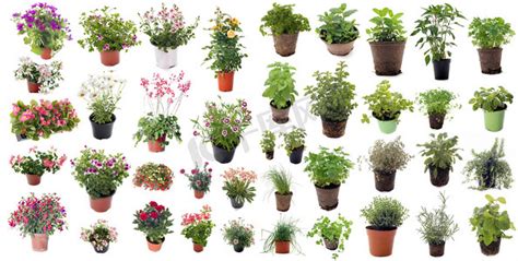 Sancy'Plants图片