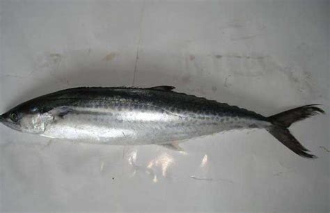 冷冻鲅鱼马鲛鱼整条大鲅鱼海鲜大鱼香煎鱼7-15斤/条 按称重发货-阿里巴巴