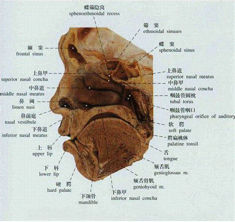 鼻腔生理结构-生理结构图,_医学图库