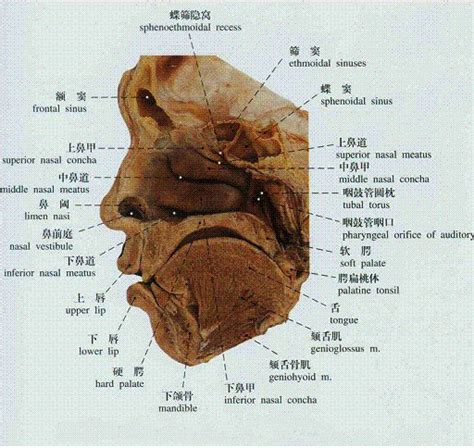 鼻子解剖结构图解图片