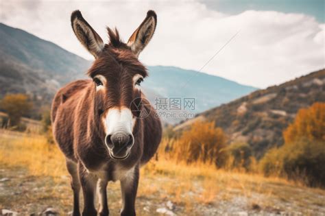 骡子非主流头像