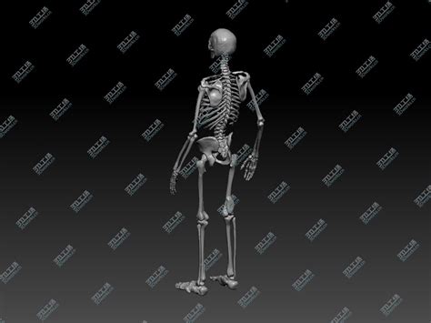 人体骨骼模型85cm人体脊椎骨架成人脊柱标本全身骨骼模型小骷髅人-阿里巴巴