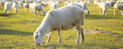 育肥羊的利润与成本！养殖50只羊的成本多少钱一年？利润有多少？ - 达达搜