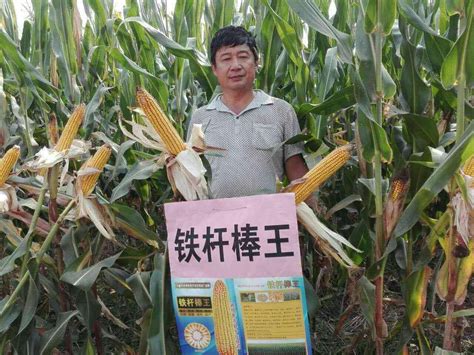 2022年黑龙江玉米最新价格多少钱一斤？ - 惠农网
