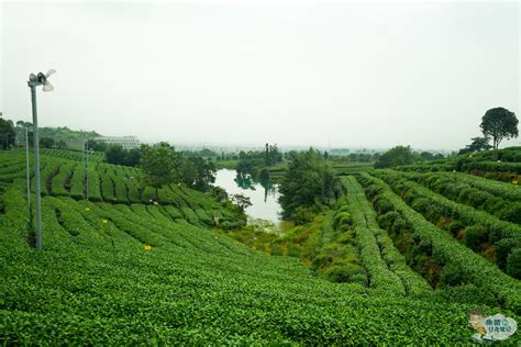 南京：千亩有机茶园采茶忙-人民图片网