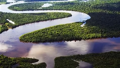 热带雨林的作用和功效(为什么说热带雨林是"地球之肺"？热带雨林的作用和功效) | 说明书网