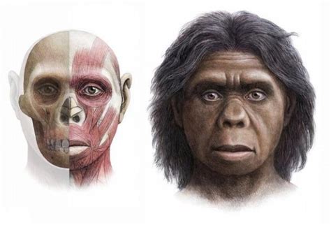 全人类的祖先是谁？来自哪里？答案很让人难以接受|原始人|古猿|祖先_新浪新闻