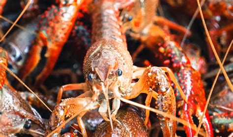 小龙虾的种类有多少？是外来入侵物种吗？|小龙虾|蝲蛄|克氏原螯虾_新浪新闻