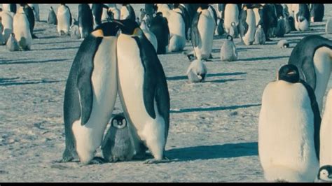 《帝企鹅日记2》内地定档10.12 经典纪录片12年后回归_南极