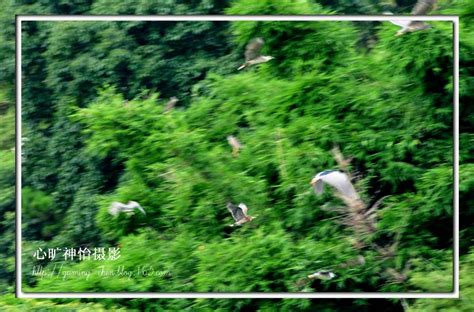 【原创动物摄影】山庄“打”鸟 - 心旷神怡的日志 - 网易博客