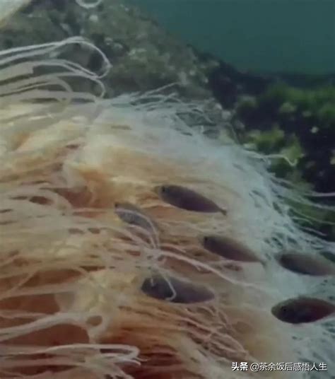 冲浪爱好者分享巨型水母视频 网友:不敢下海了_看现场_看看新闻