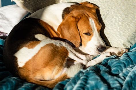 在床上睡觉的狗在家养宠物Beagle犬睡在明亮室内的床上家具高清图片下载-正版图片502988138-摄图网