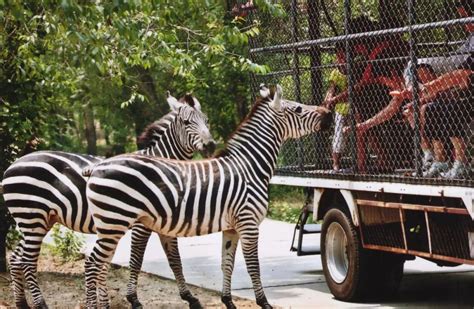 野生动物园长颈鹿高清图片下载-正版图片500606877-摄图网