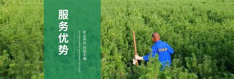 苗木产业引领致富路_滁州市乡村振兴局