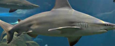 世界最大的鲨鱼排行榜，第一名体型重达21.5吨_动物之最_第一排行榜