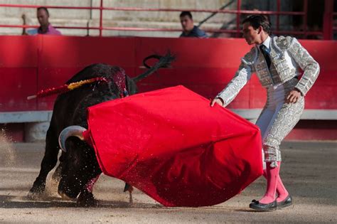 在斗牛场的西班牙大公牛高清图片下载-正版图片505896070-摄图网