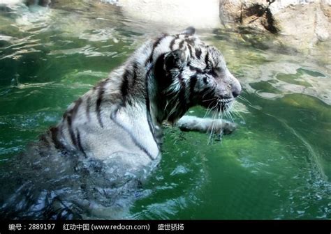 水中的老虎高清图片下载_红动中国