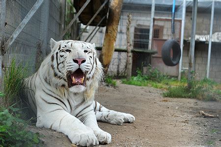 老虎躺动物园的草地上高清图片下载-正版图片300541160-摄图网