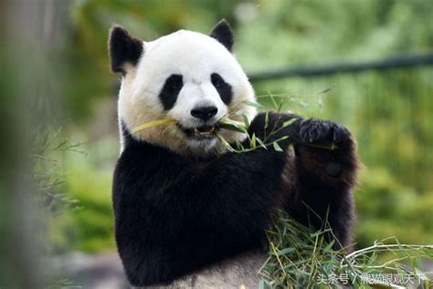 熊猫比喻什么样的人,熊猫的美好寓意,用熊猫形容一个人_大山谷图库