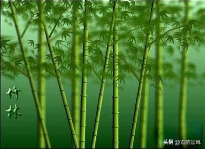 有关竹子的诗句 - 知乎