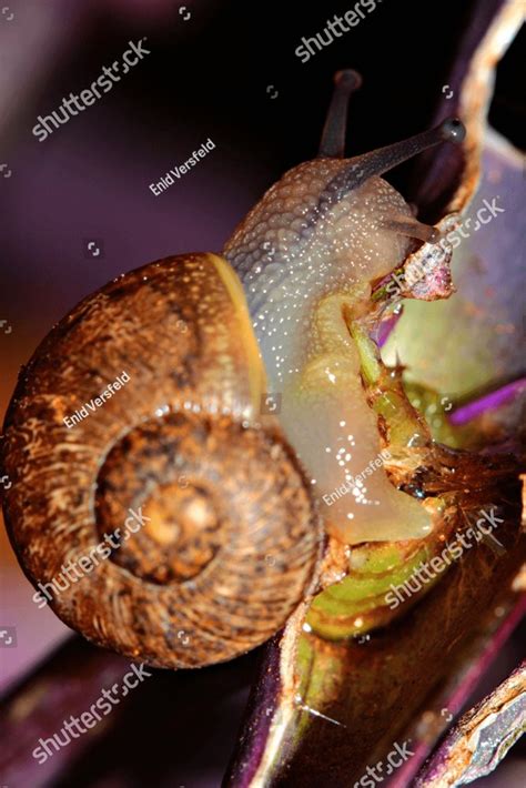 The common garden snail eating the flowers and leaves of the ...