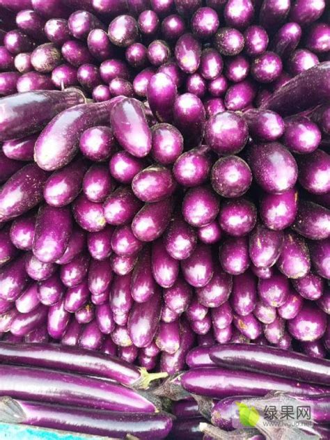 2022年河南博爱长紫茄价格 - 有想法的农友都在这！