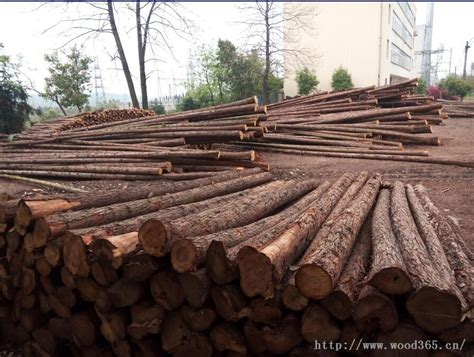 杉木原木厂家、板材供应厂家-湖北省咸宁市兴兴木材经营