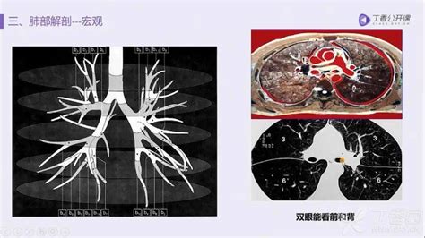 肺五叶十八段图图片
