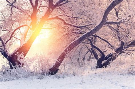 冬日阳光banner背景图片素材免费下载_熊猫办公