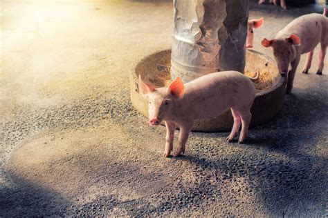 猪饲料价格逼近普通大米！300斤猪要吃800斤饲料，养殖户心态有点崩 - 巴拉号