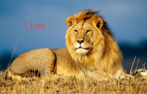 lion怎么读音发音英语 但是那是一个完完全全纯种的狮
