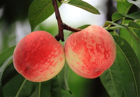 全中国哪里的桃子最好吃？四个产地备受欢迎，桃中佳品|肥城|奉化|水蜜桃_新浪新闻