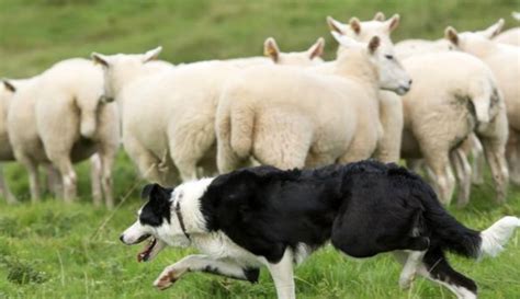苏格兰牧羊犬为什么禁养？它有什么优点？-宠物王