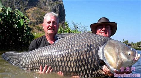 盘点世界上钓到的最大的鱼[6] - 雪炭网