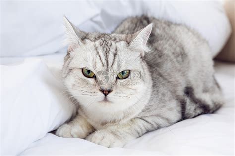 银渐层猫一般市场价多少（纯种银渐层猫多少钱一只）-宠物汇