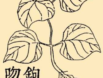 本草纲目草药系列丶钩吻钩吻又名断肠图片