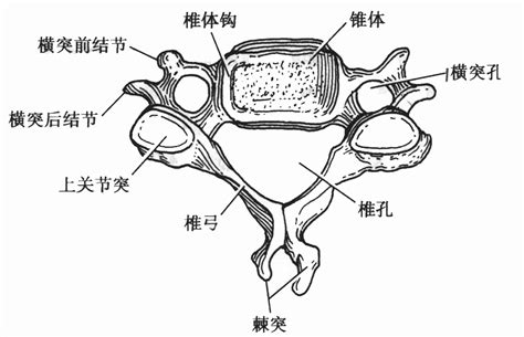 椎骨结构图图片