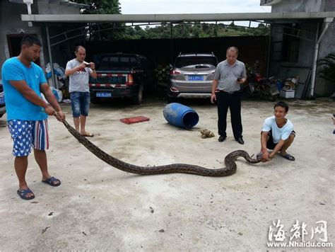 世界上最大的蟒蛇，12米的网纹蟒（四川曾发现50米巨蟒）_小狼观天下
