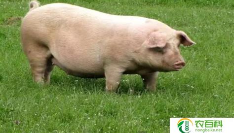 母猪的正确饲养方法（提高生产效益与健康）-农百科