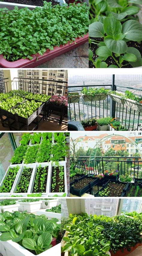 四季菜的图片