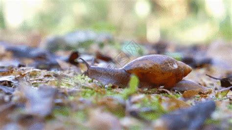 蜗牛’gif图片-蜗牛’动态图-蜗牛’gif格式下载-摄图网