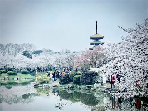 2021东湖樱花园-旅游攻略-门票-地址-问答-游记点评，武汉旅游旅游景点推荐-去哪儿攻略