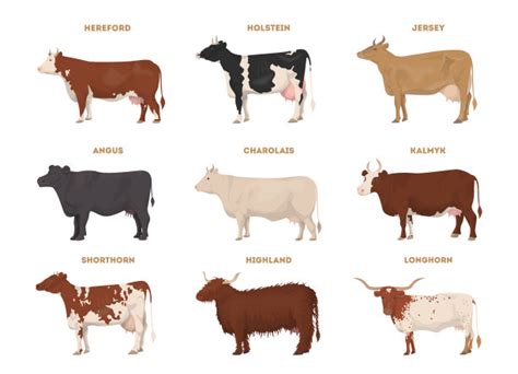 英国长角牛长角棕色和白色的长型牛高清图片下载-正版图片506542553-摄图网
