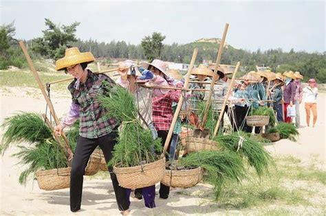 海南“绿色娘子军”植树造林25载，两万亩沙丘变成海防林