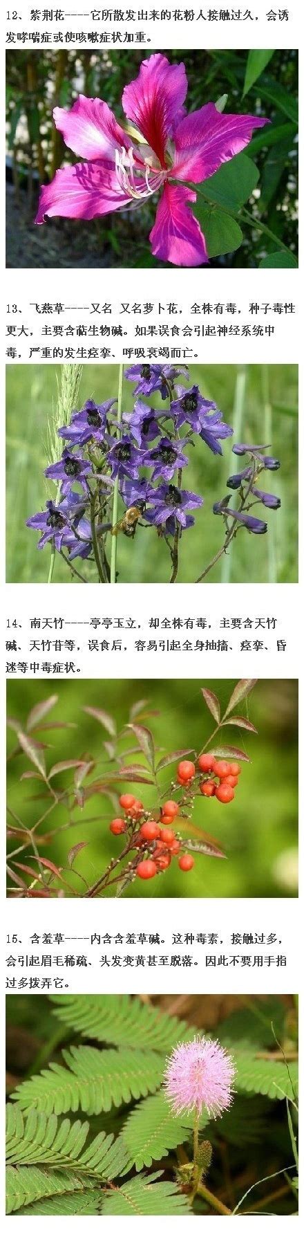 常见的有毒的花有哪些（7种“大毒花”，夏天正开花，遇见远离它） | 说明书网