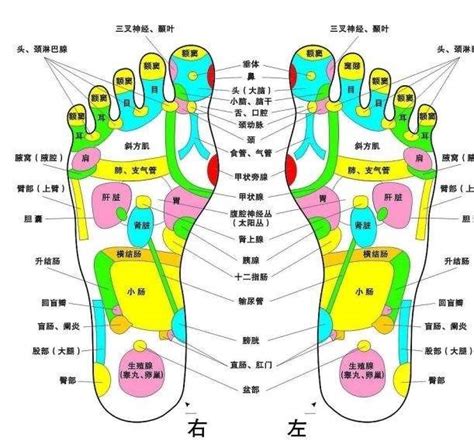 足底按摩穴位图图片