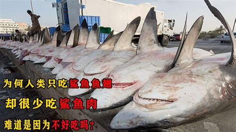 为何人类只吃鲨鱼鱼翅，却很少吃鲨鱼肉，难道是因为不好吃吗？_腾讯视频